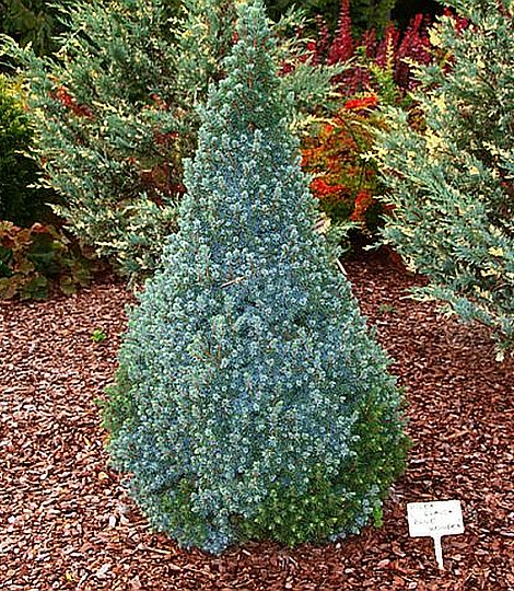 Smrek biely ´Blue  Wonder´